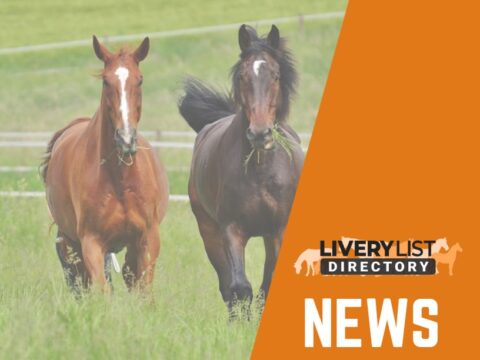 NEWC Publishes Groundbreaking Research Highlighting Key Factors for Enhancing Domestic Horses’ Quality of Life