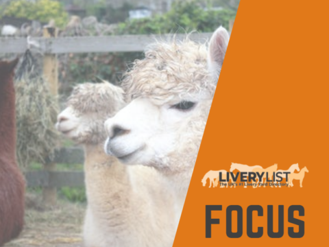 LiveryList Focus On… Diversifying Your Livery Yard