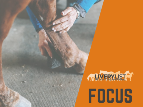 LiveryList Focus On… Daily Health Checks Every Horse Owner Should Make