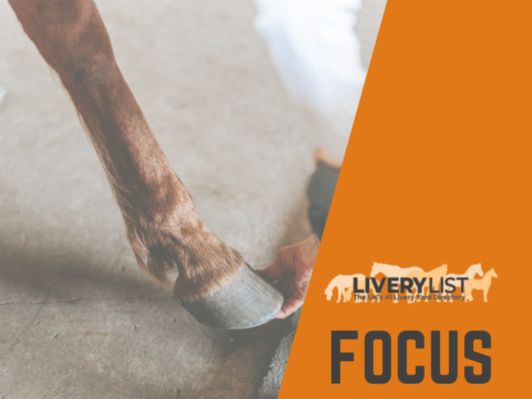 LiveryList Focus On… The Advantage of Equine Physiotherapy Services