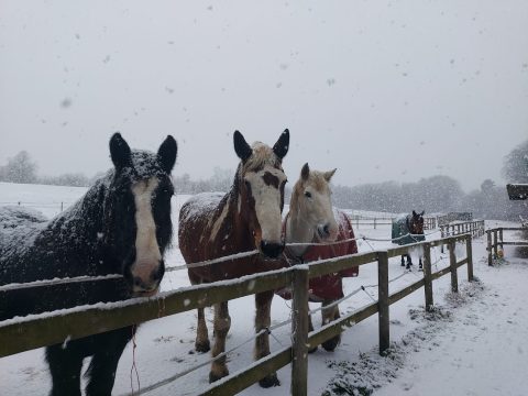 Windy Acres Full / Assisted / DIY Livery Grazing