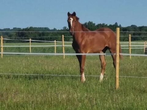 Hannah Iddeson Equestrian