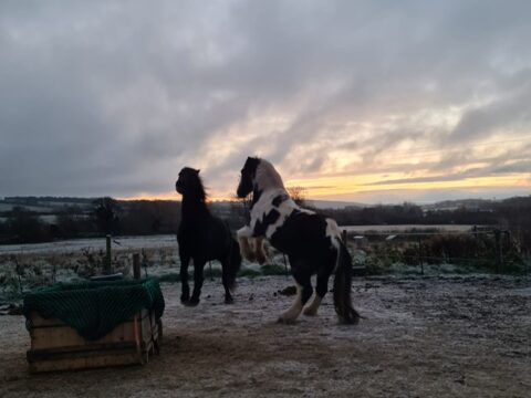 Hardy Hooves Barefoot/ Equicentral Yard