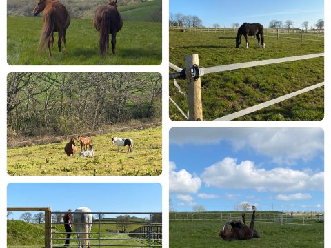 Lowton Equine Rehabilitation & Water Treadmill