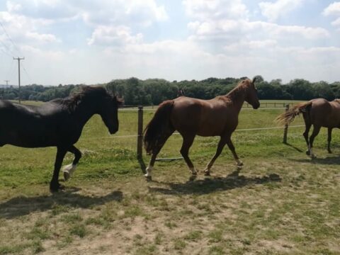 Nurturing Nature Equine Veterinary Whole Horse Rehabilitation