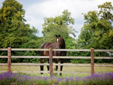 Sulby Hall Stud