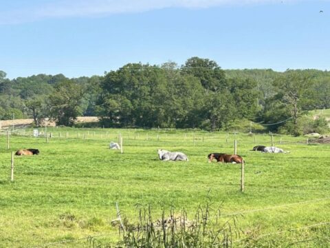 Whyte Gate Farm Livery