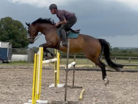 JLH Showjumping