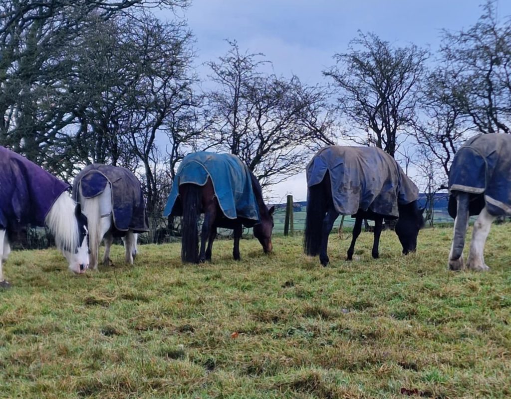 Wilkinson’s Farm Livery Yard