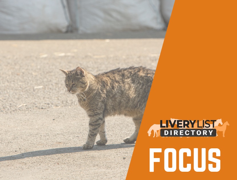 Cat Care in the Countryside: Navigating Health Concerns