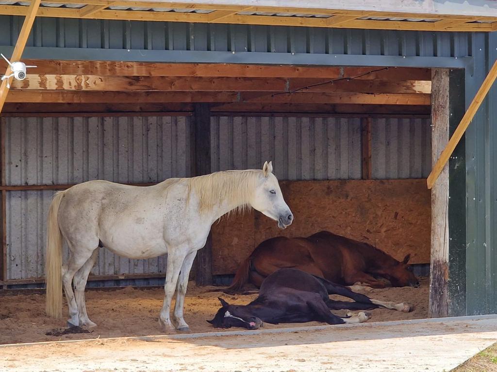 Greenhill Equicentral