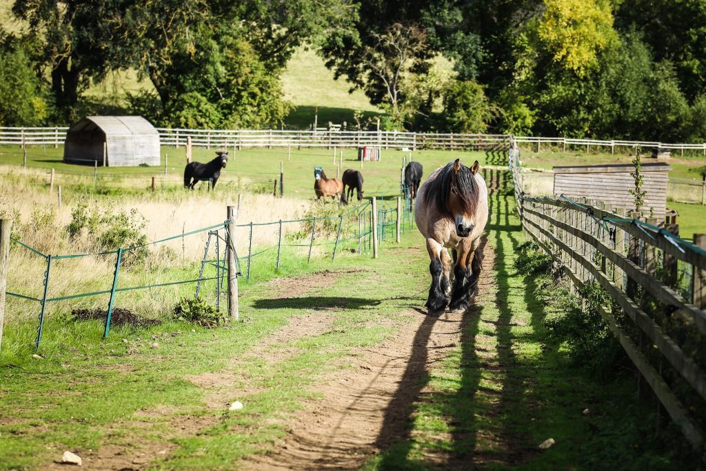 Hardy Hooves Barefoot Track/ Equicentral Living