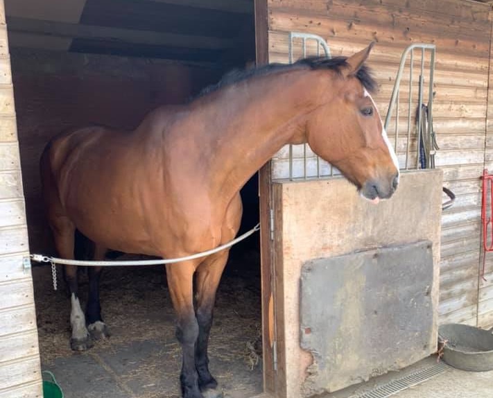 The Barn- MYAmor Stud Livery