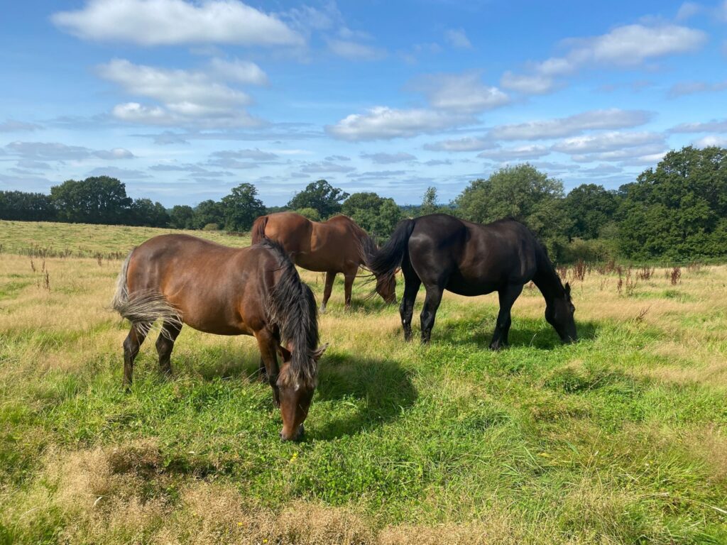 Retirement Livery at Manor Meadows