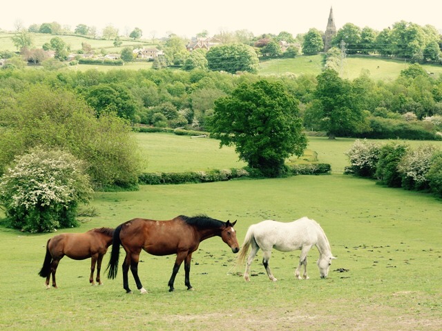 Nether Farm Stables