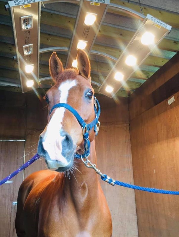 Chew Valley Equestrian
