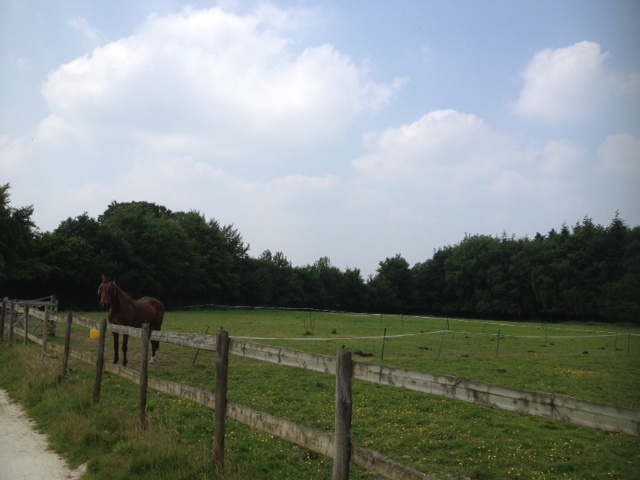 Bidbury Stables