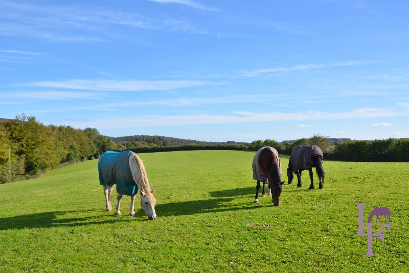 Lowertown Farm Retirement Livery