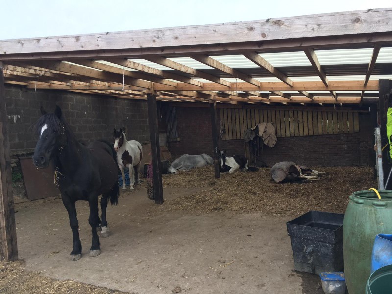 Home Farm Holistic Livery