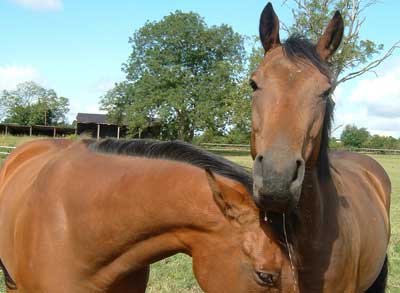 Ashleworth Centre of Equestrian Services