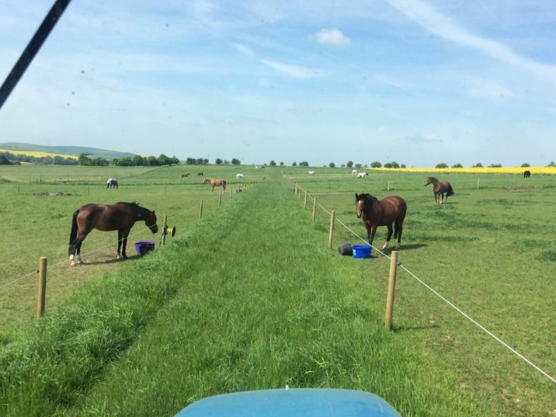 North Farm Livery