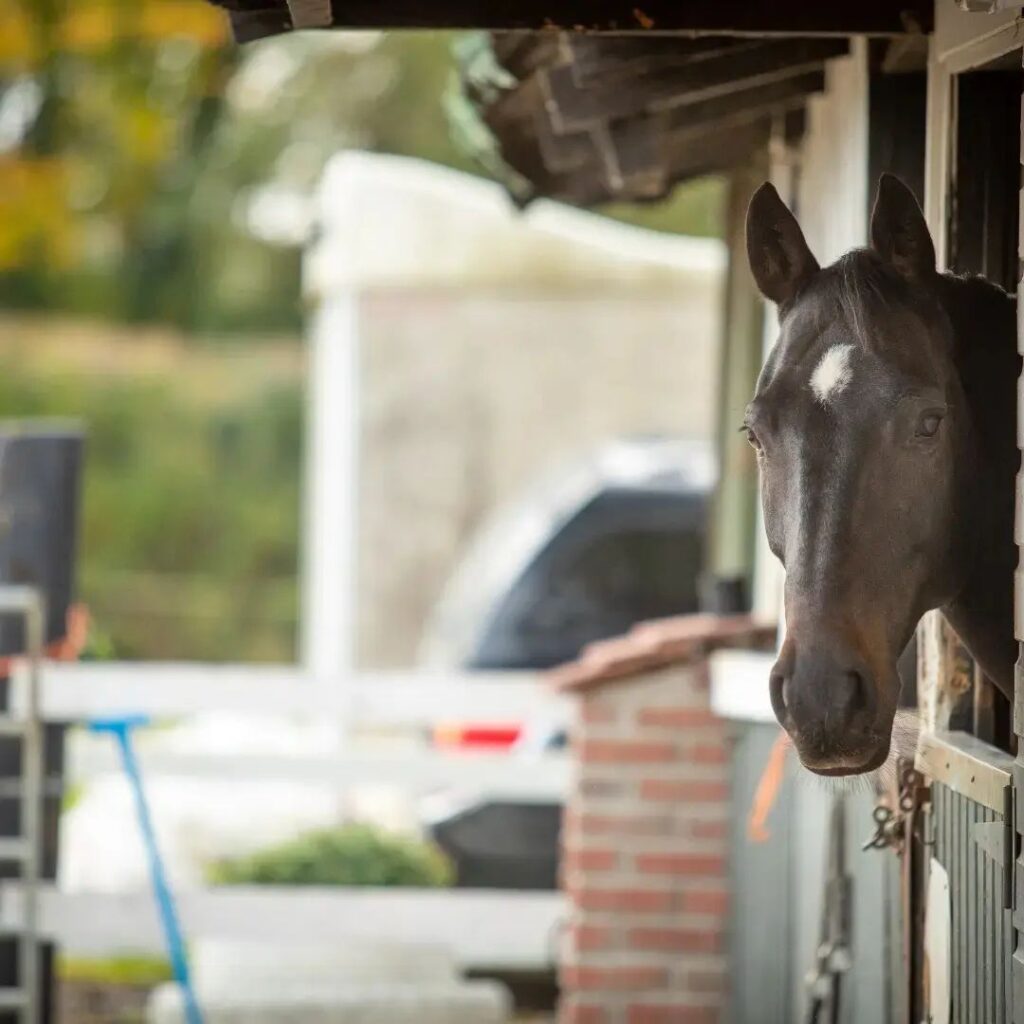 Lone Oak Stables