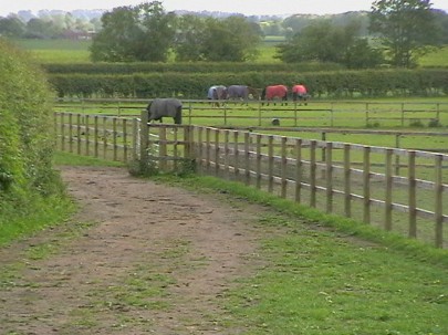 Thorndike Lane Livery