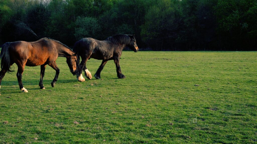 Ardenvale Farm