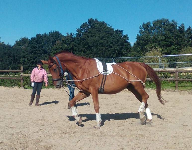 Old Bexley Equestrian Centre