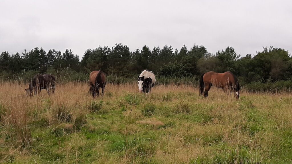 Lynmere Livery: Tracks & Winter Grazing