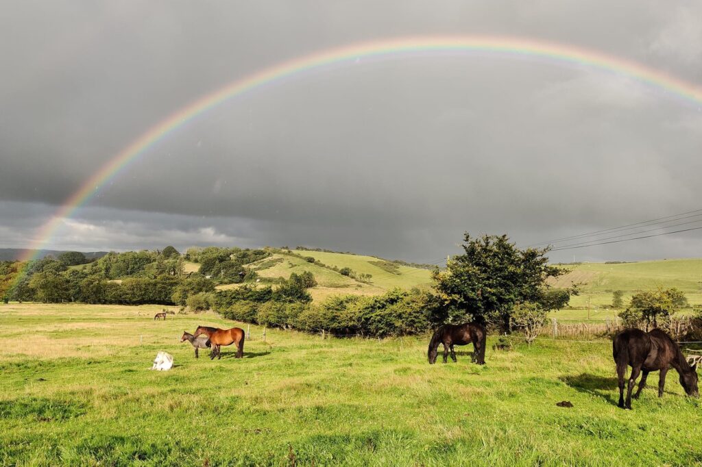 Bitless Equestrian Centre