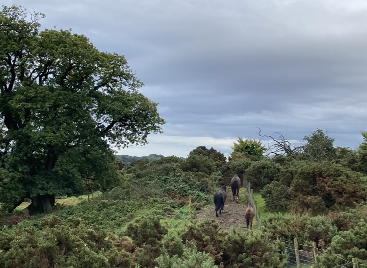 Boundary View Track