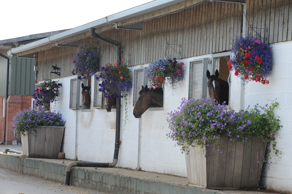 Catherston Stud and Livery Yard