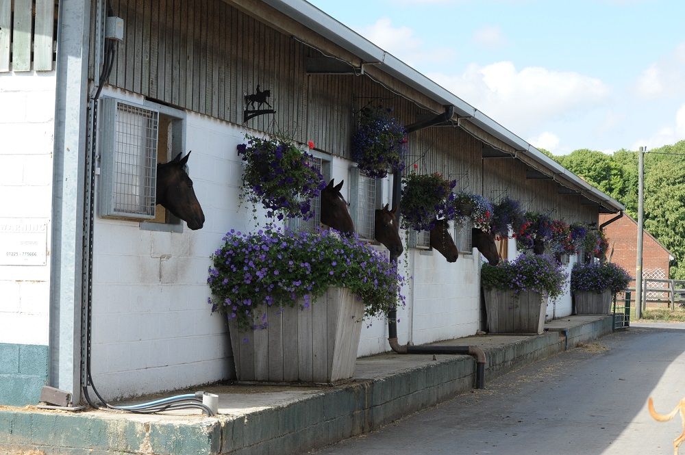 Catherston Stud and Livery Yard