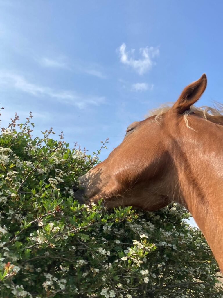 Cheshire Horse Track Livery