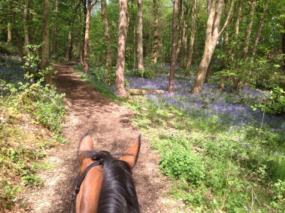 Cheshire Livery Stables