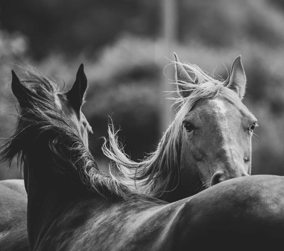 Curland Equestrian Centre