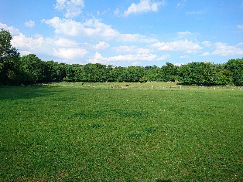 DIY Grass Livery / paddock sole use Chalk Lane Epsom