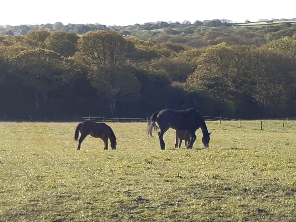 Deerland View Retirement Livery