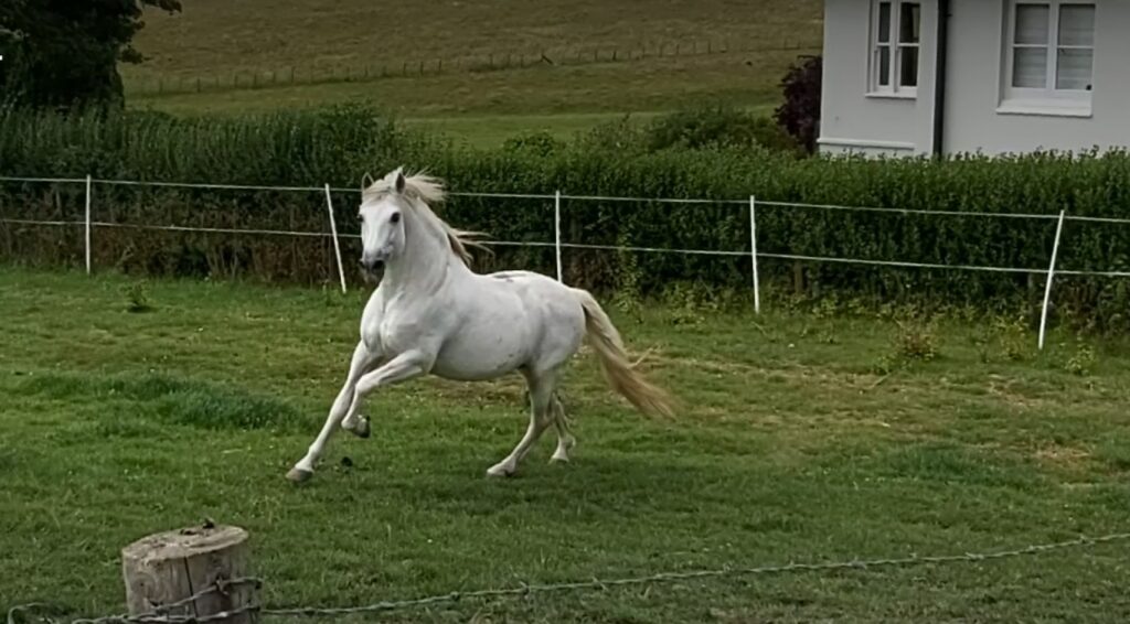 Drayton Farm Livery