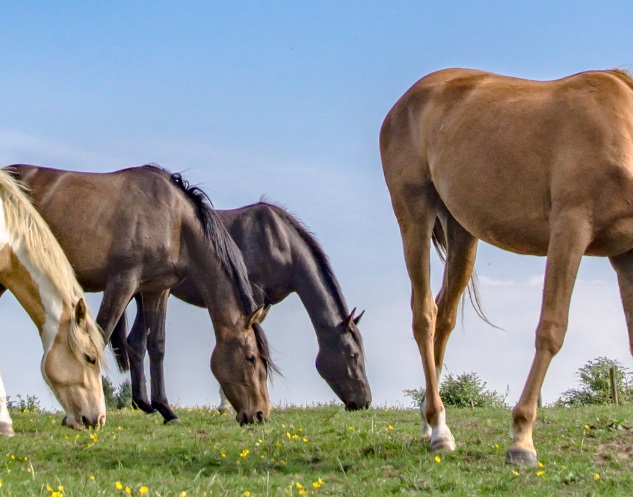 Eastwood Stud Farm