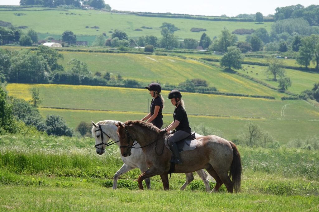 Elite Equine Livery