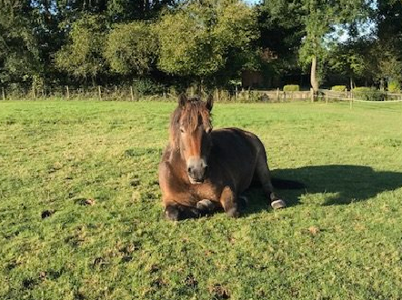 Forest Farm Teaching and Livery