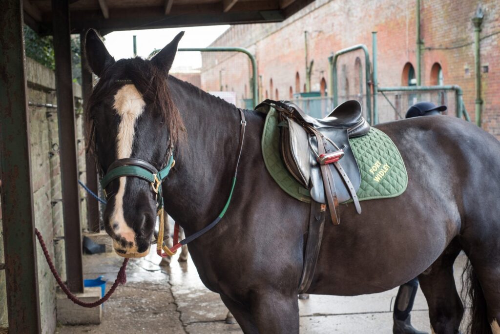 Fort Widley Equestrian Centre