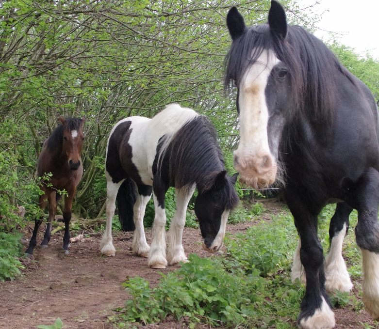 Field and Forest Track Livery