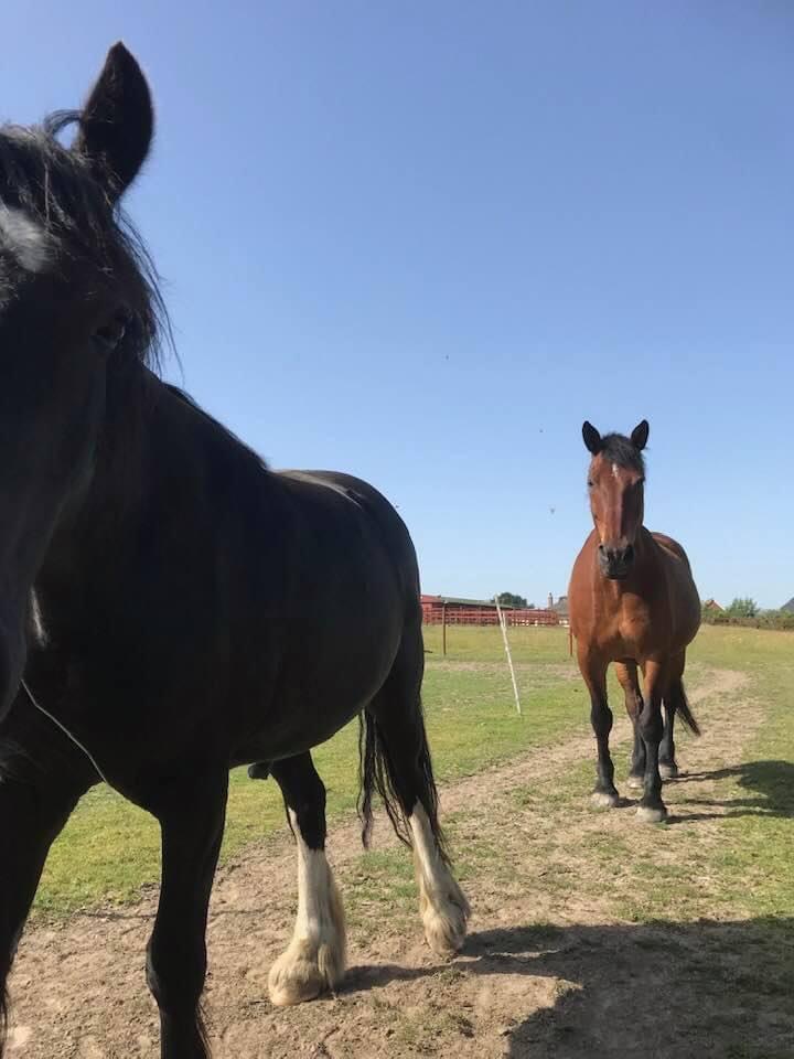 Fircrest Track Livery