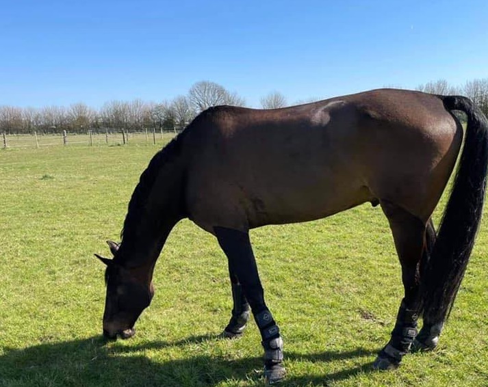 Oldbury Farm Stables