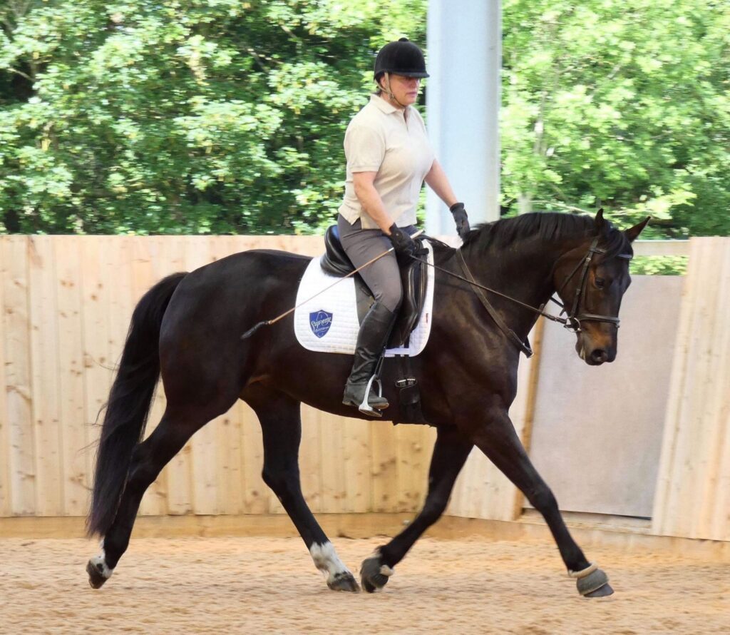 Fosshey Stables and Hanoverian Stud