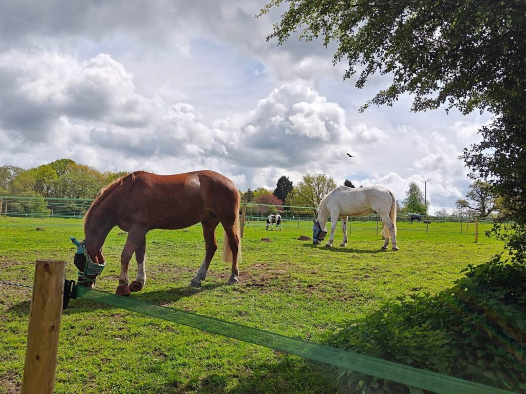 Foxmoss Livery & Training