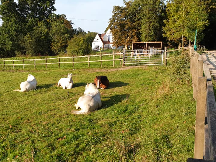 Gillians Riding School